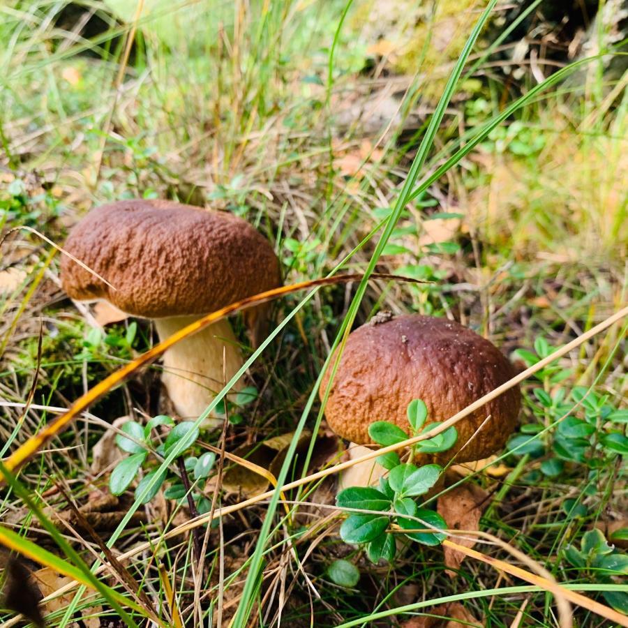 Pokoje Goscinne Ewela Leba Bagian luar foto